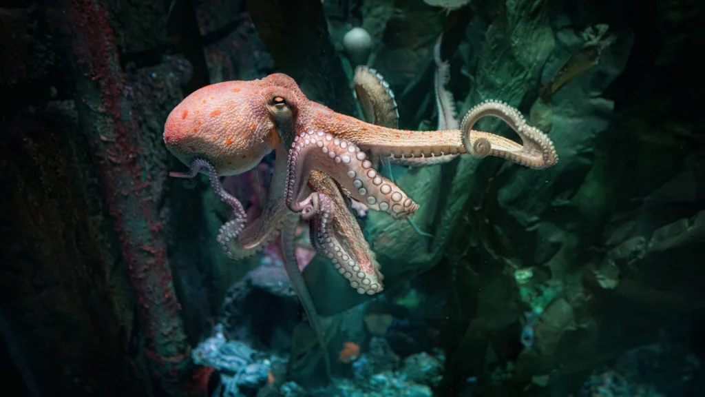 Kraken